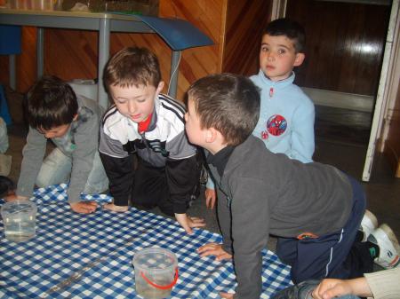 observation des poissons